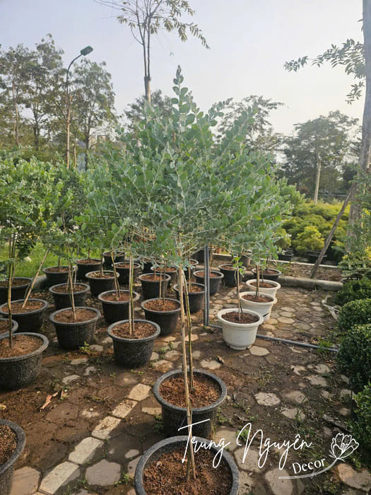 Cây Mimosa