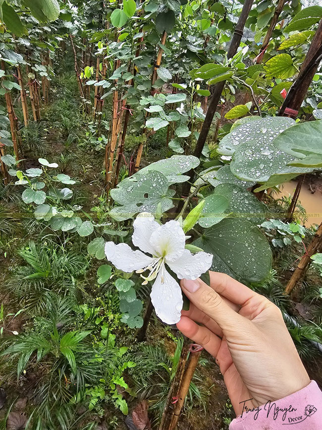 Cây Hoa Ban Tây Bắc