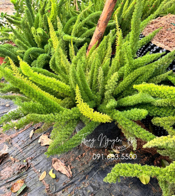 Cây Tùng Đuôi Chồn