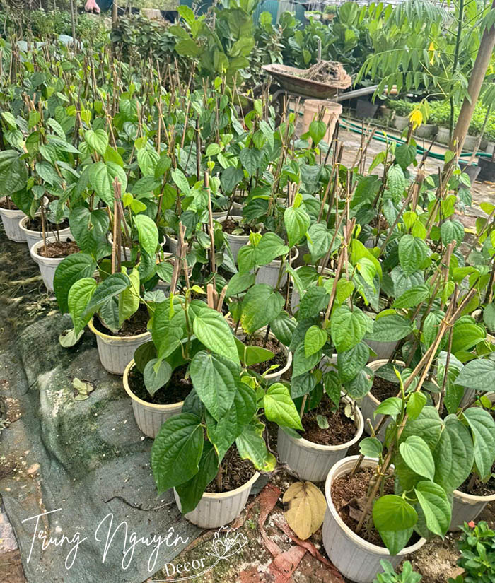 Cây trầu không