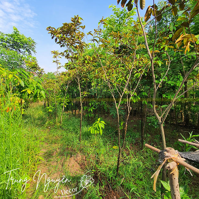 Cây Vú Sữa