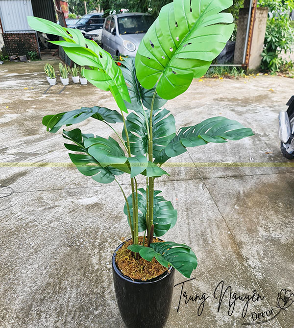 Chậu Trầu Bà Monstera Giả