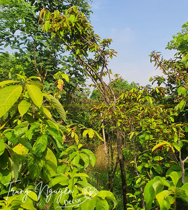 Cây Vú Sữa