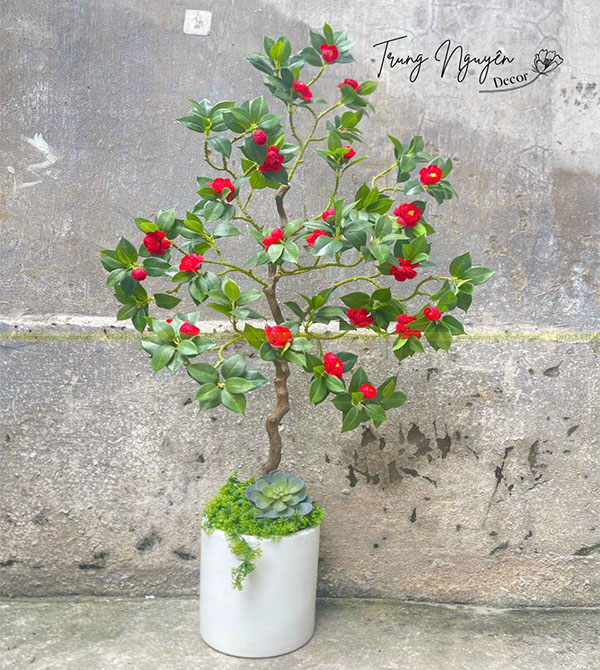 Cây Trà Đỏ Giả 