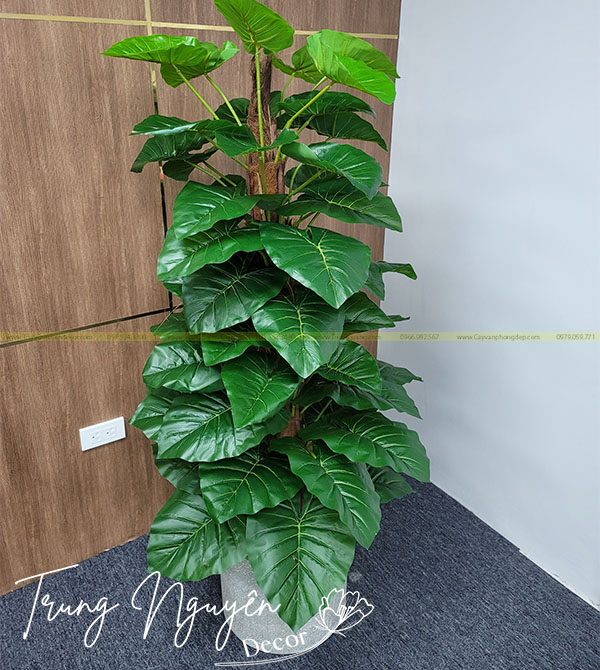 Cây Trầu Bà Cột Giả