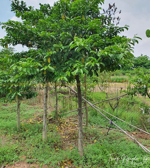 Cây Chay Ruột Đỏ