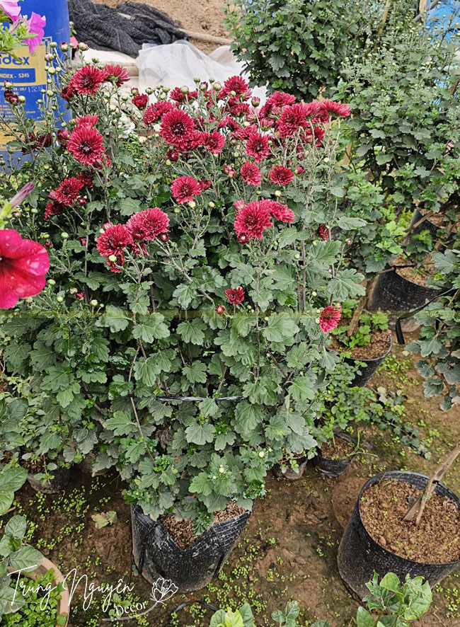 Cây Cúc Cổ Sơn La