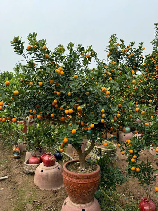 Cây Quất cổ bonsai Tết