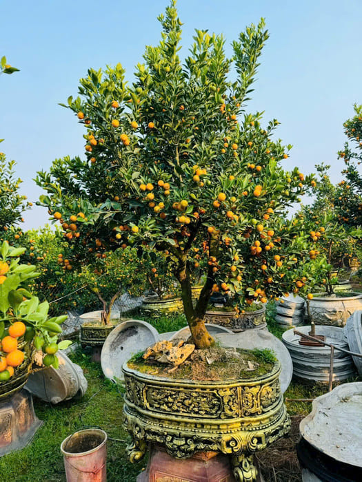 Cây Quất cổ bonsai Tết