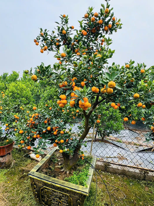 Cây Quất cổ bonsai Tết