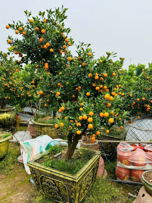 Cây Quất cổ bonsai Tết