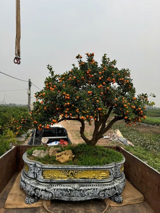 Cây Quất cổ bonsai Tết