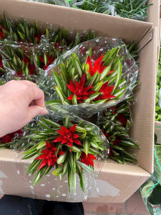 Cây Phong Lộc Hoa