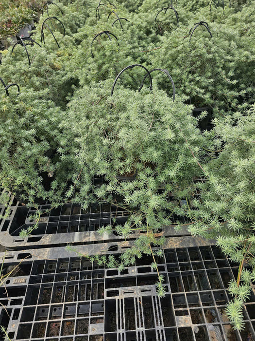 Cây Phượng Hoàng Lửa