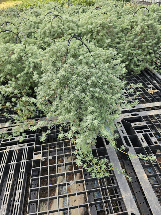 Cây Phượng Hoàng Lửa