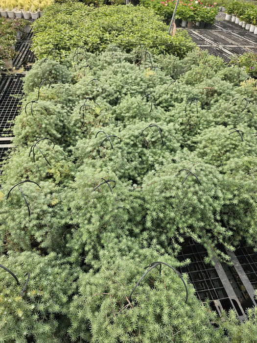 Cây Phượng Hoàng Lửa