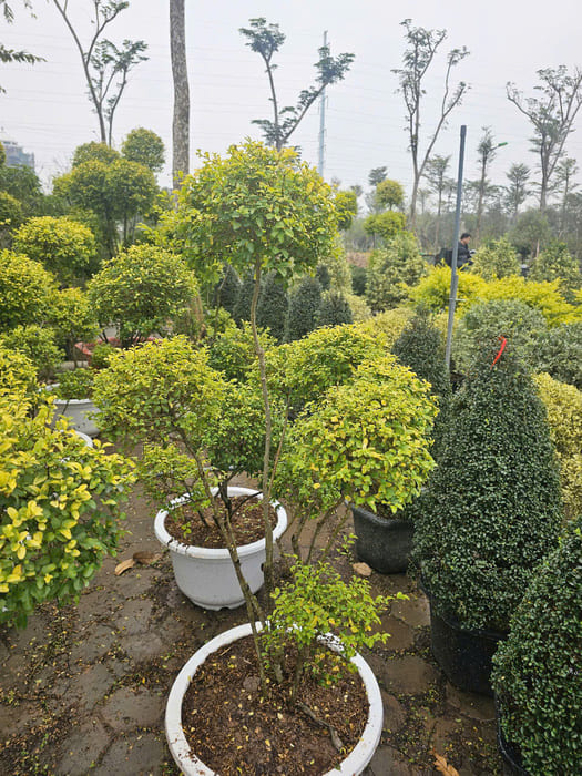 Cây Vàng Bạc tổ chim