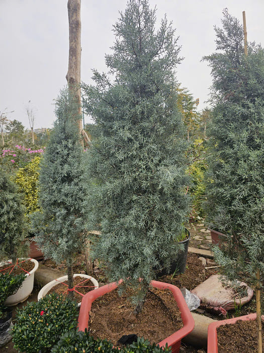Cây Bách Băng