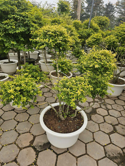 Cây Vàng Bạc tổ chim