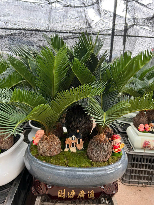 Cây Vạn Tuế mini bonsai