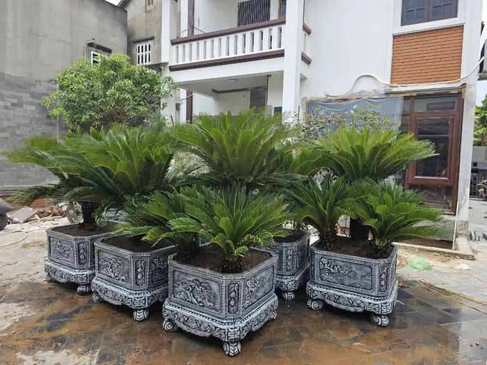 Cây Vạn Tuế