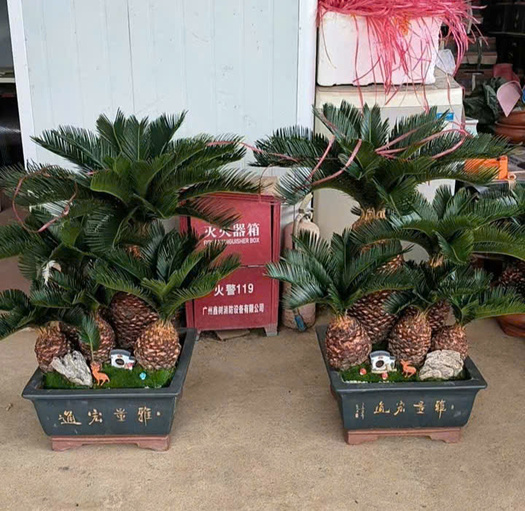 Cây Vạn Tuế mini bonsai