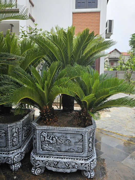 Cây Vạn Tuế