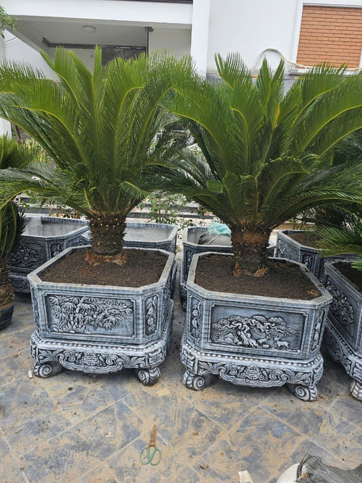 Cây Vạn Tuế