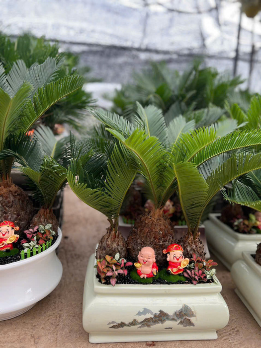 Cây Vạn Tuế mini bonsai