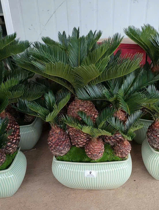 Cây Vạn Tuế mini bonsai