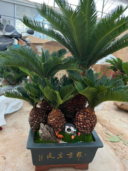 Cây Vạn Tuế mini bonsai