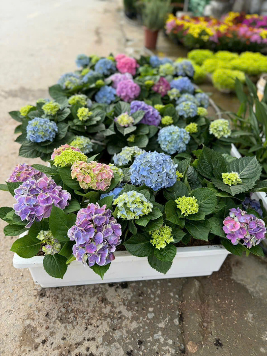 Cây Cẩm Tú Cầu nhiệt đới