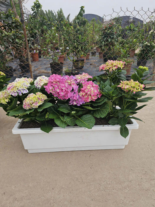 Cây Cẩm Tú Cầu nhiệt đới