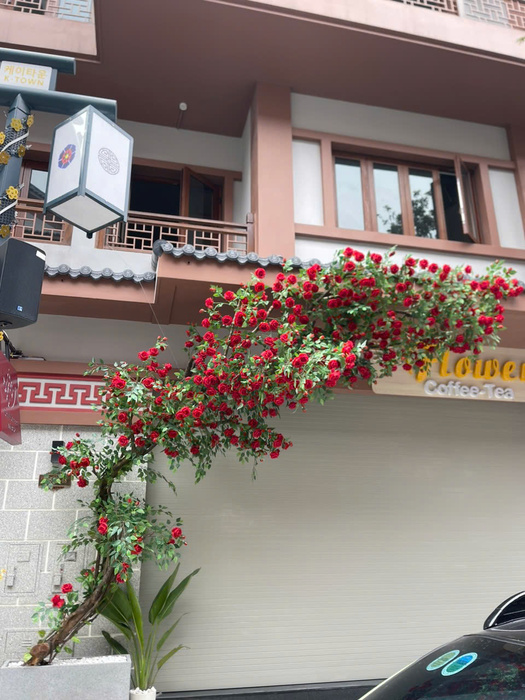 Giàn hoa hồng nhung lụa