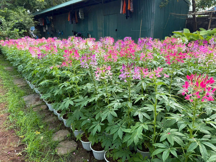 Hoa Túy Điệp hồng ry