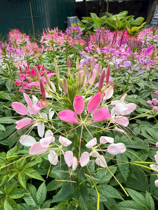 Hoa Túy Điệp hồng ry