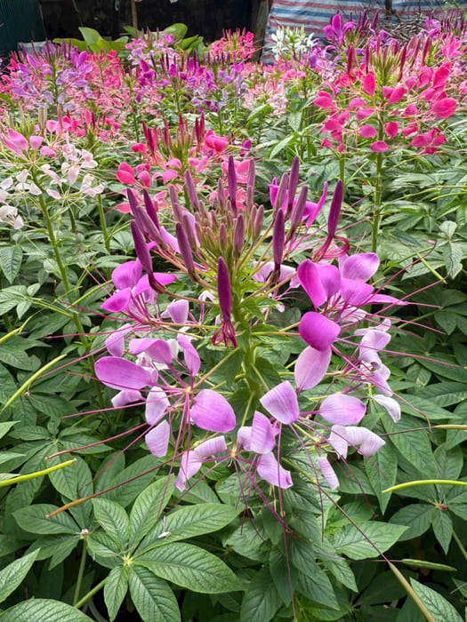 Hoa Túy Điệp hồng ry