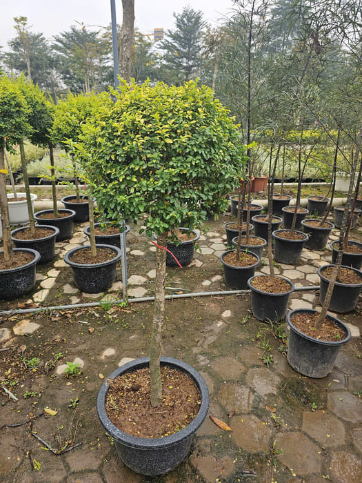 Cây Vàng Bạc dáng tree