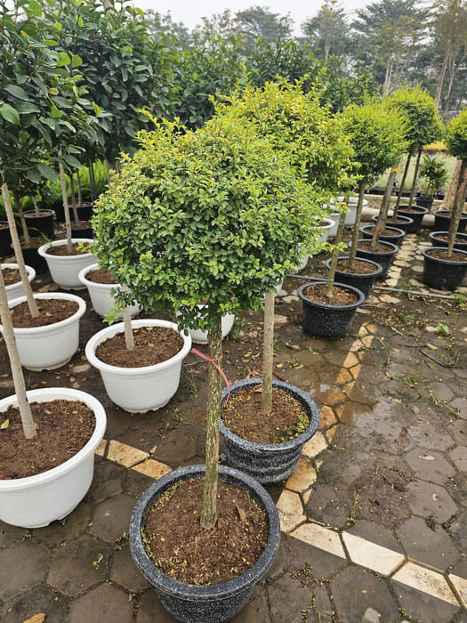 Cây Vàng Bạc dáng tree