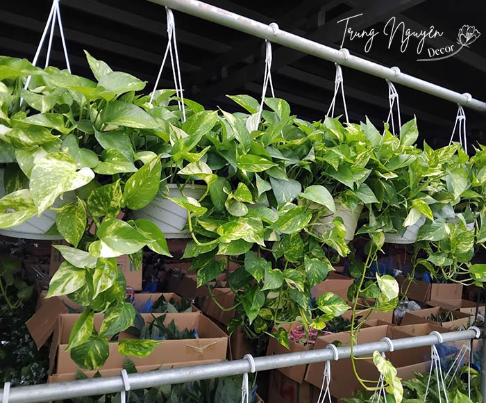 Cây vạn niên thanh - Trầu bà rủ