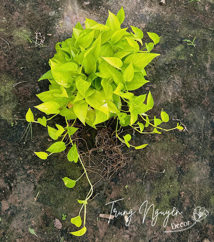 Cây vạn niên thanh - Trầu bà rủ