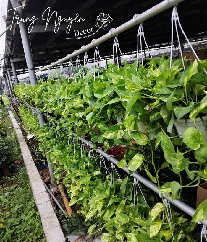 Cây vạn niên thanh - Trầu bà rủ