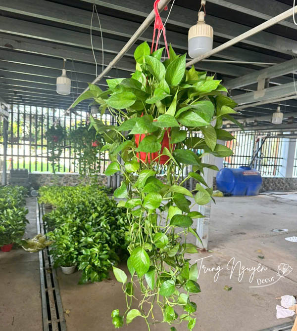 Cây vạn niên thanh - Trầu bà rủ