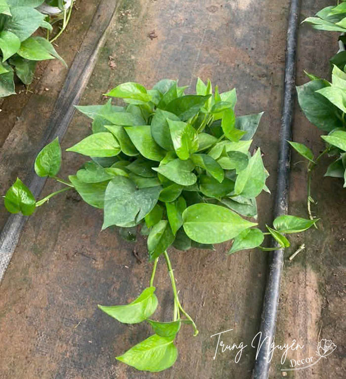 Cây vạn niên thanh - Trầu bà rủ