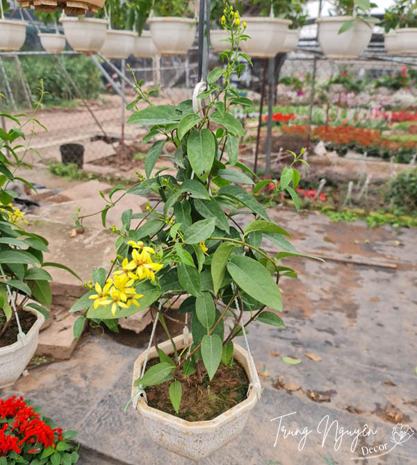 Cây Mai Hoàng Yến