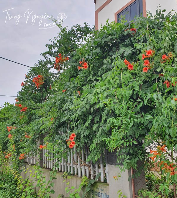 Cây Đăng Tiêu