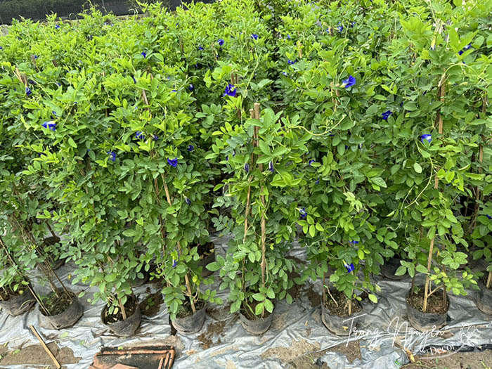 Cây Đậu Biếc Leo tím