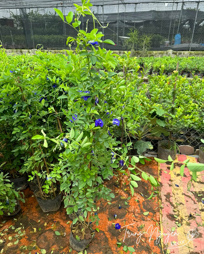 Cây Đậu Biếc Leo tím