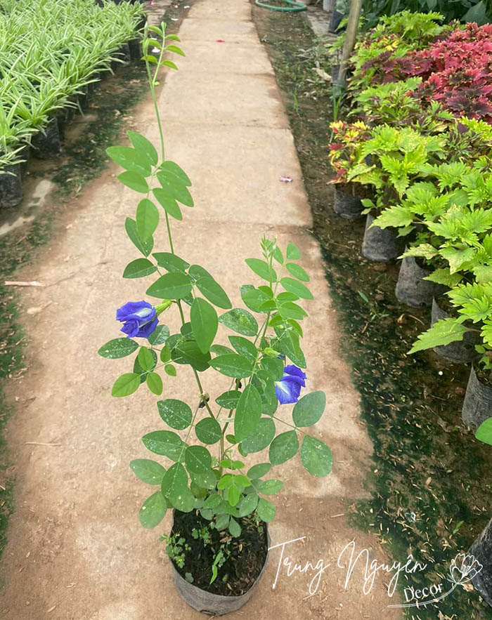 Cây Đậu Biếc Leo tím