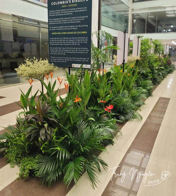 Cho thuê cây sự kiện nước Colombia